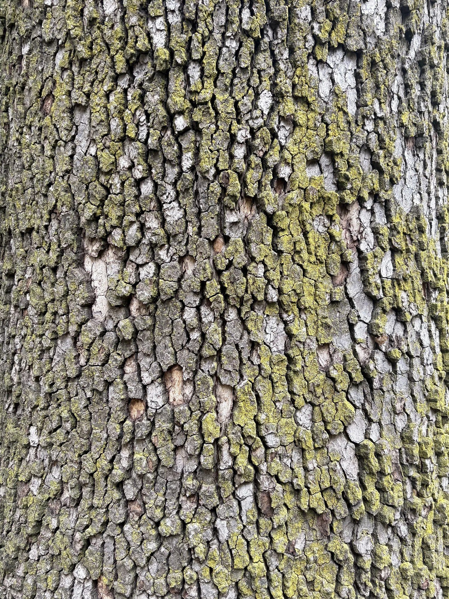 Moss growing on tree bark