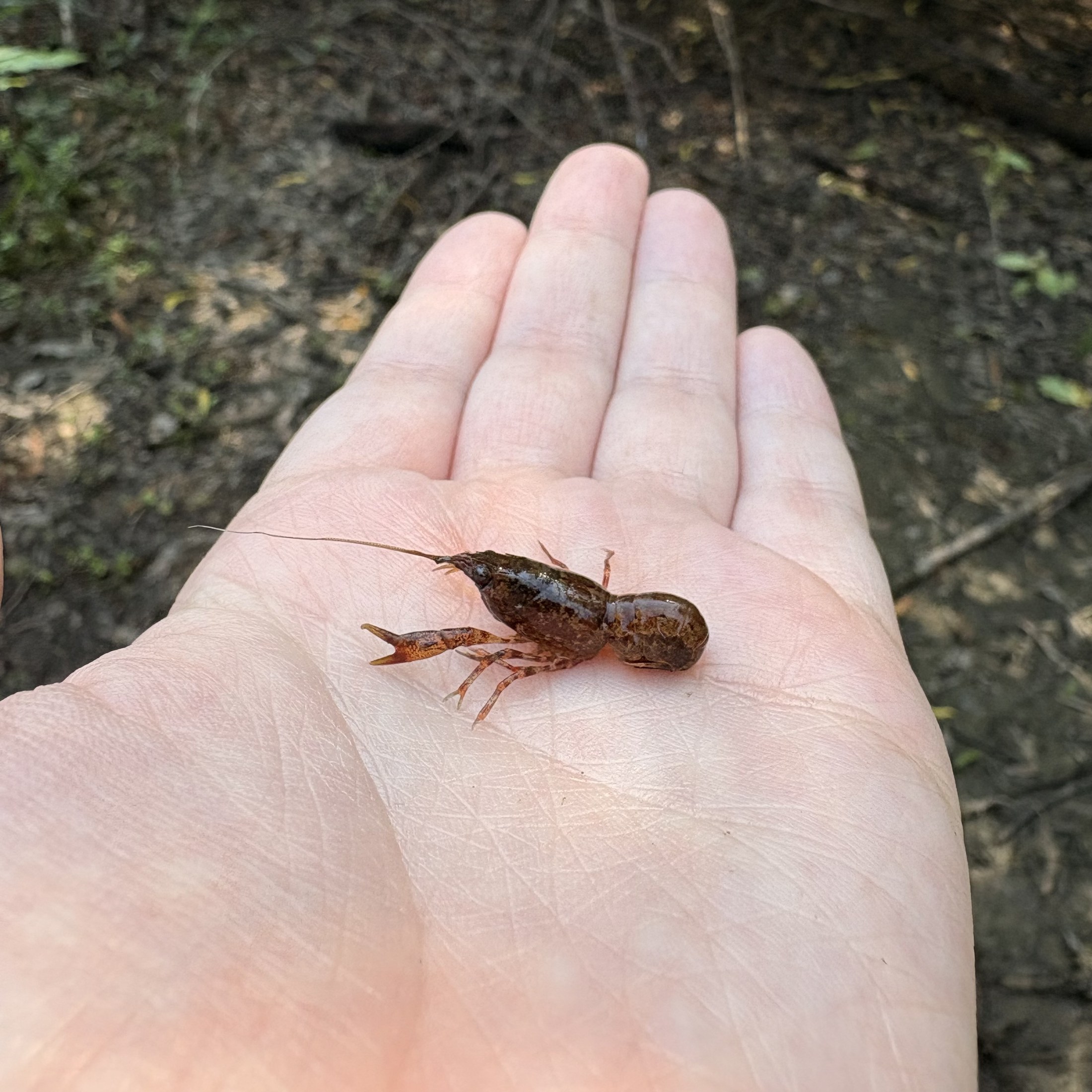 Crayfish