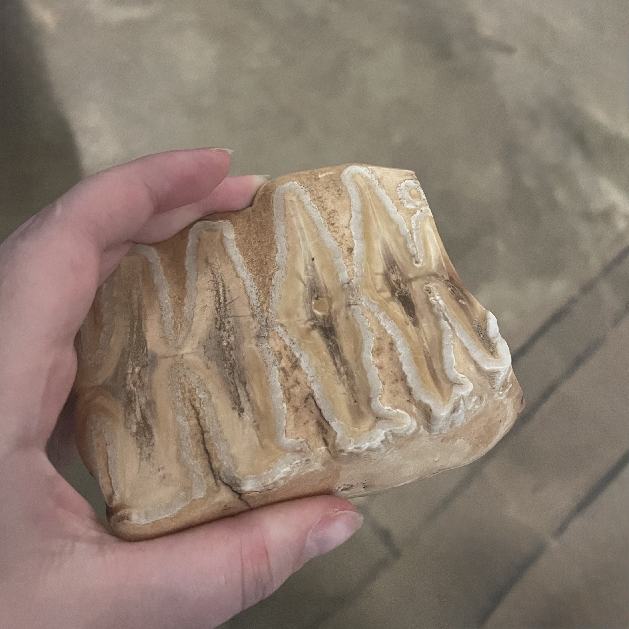 Elephant tooth