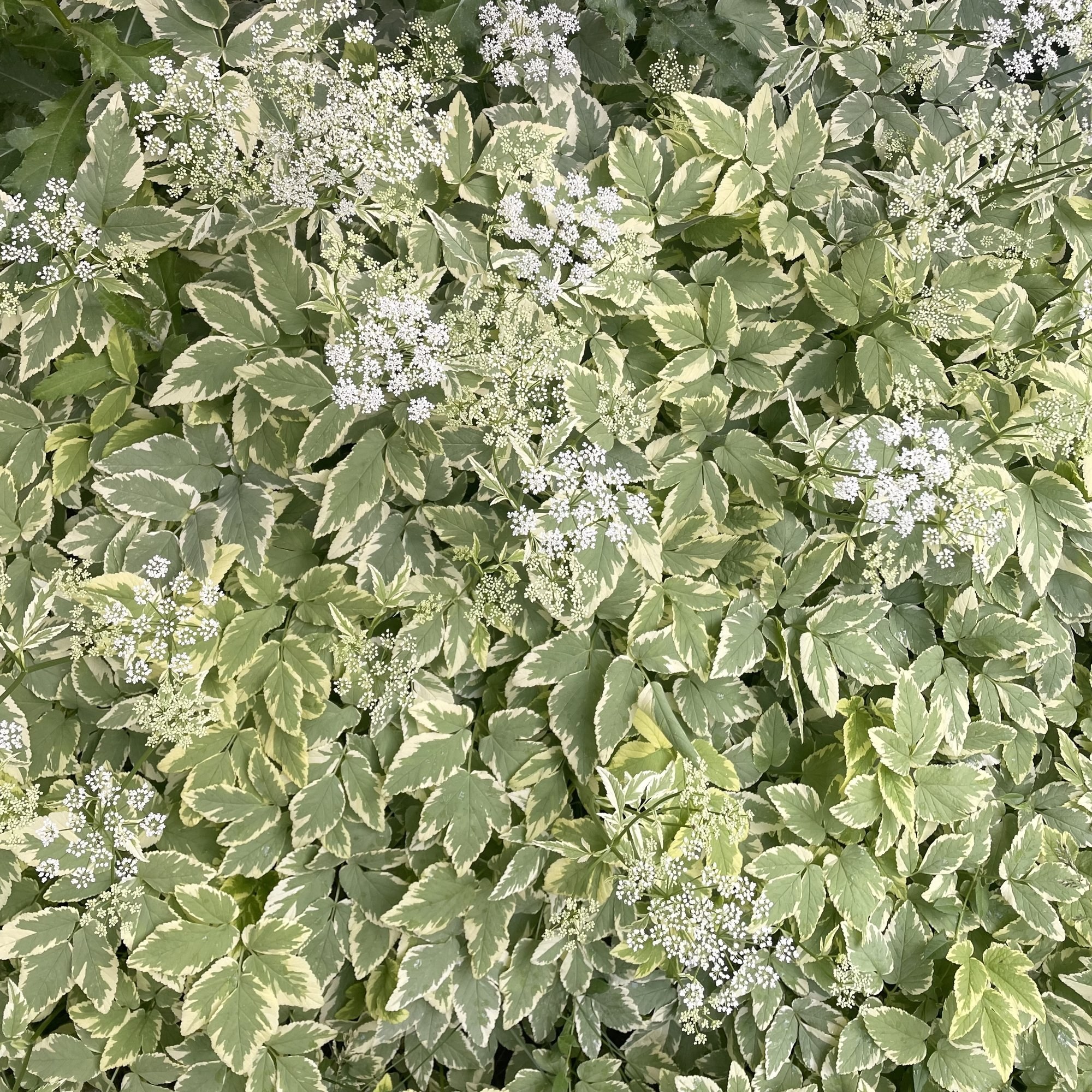 Variegated bishop's weed