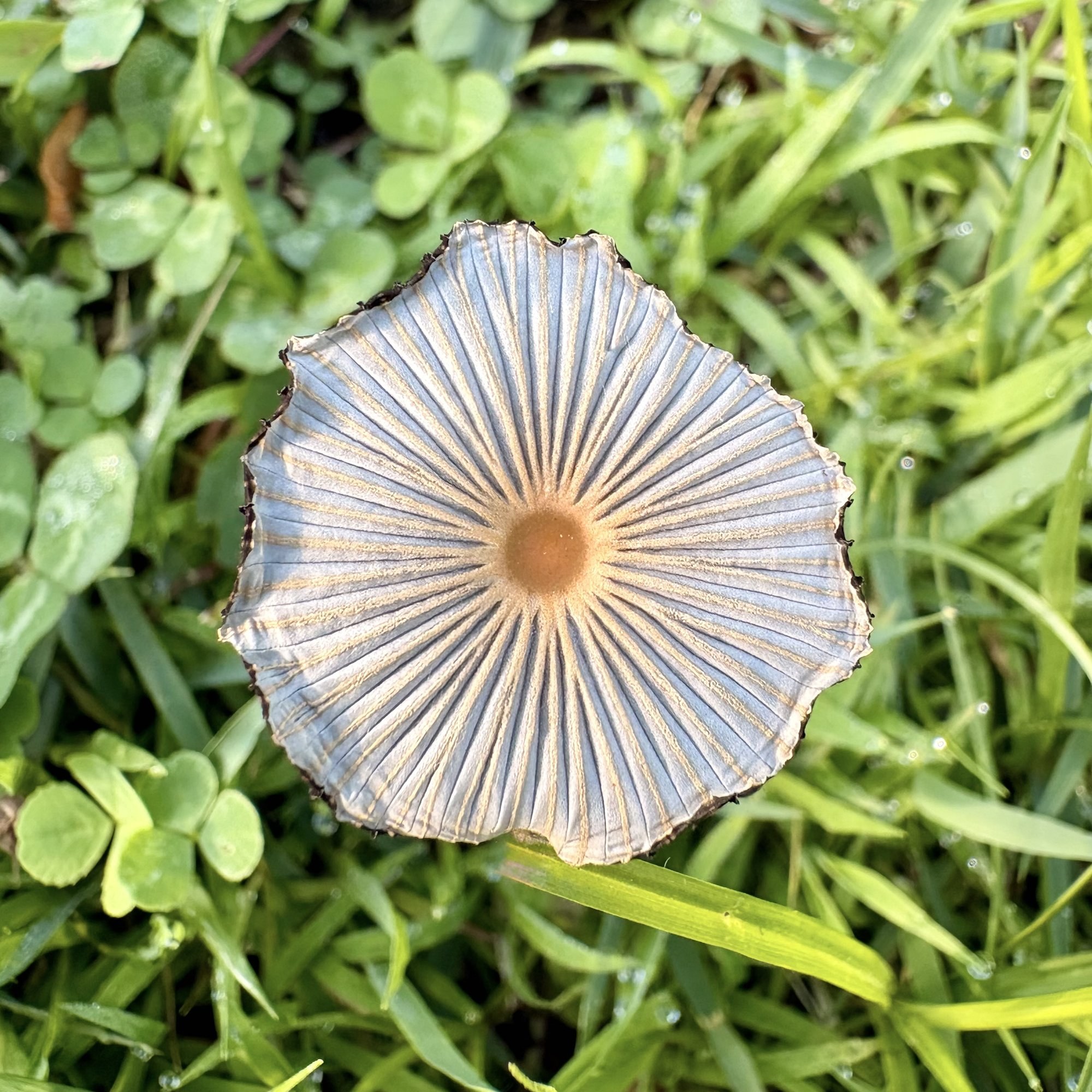 Pleated inkcap mushroom