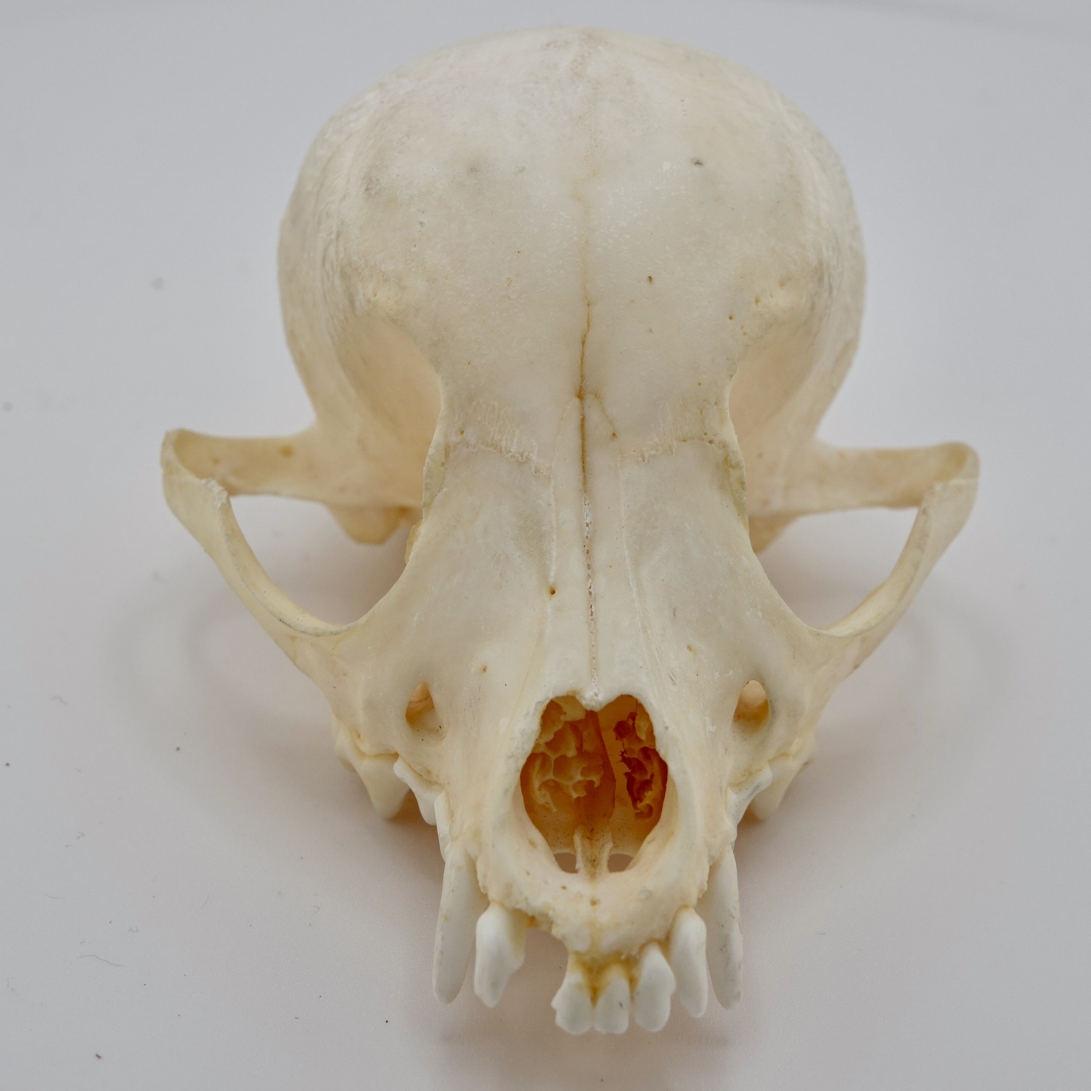 Dog skull
