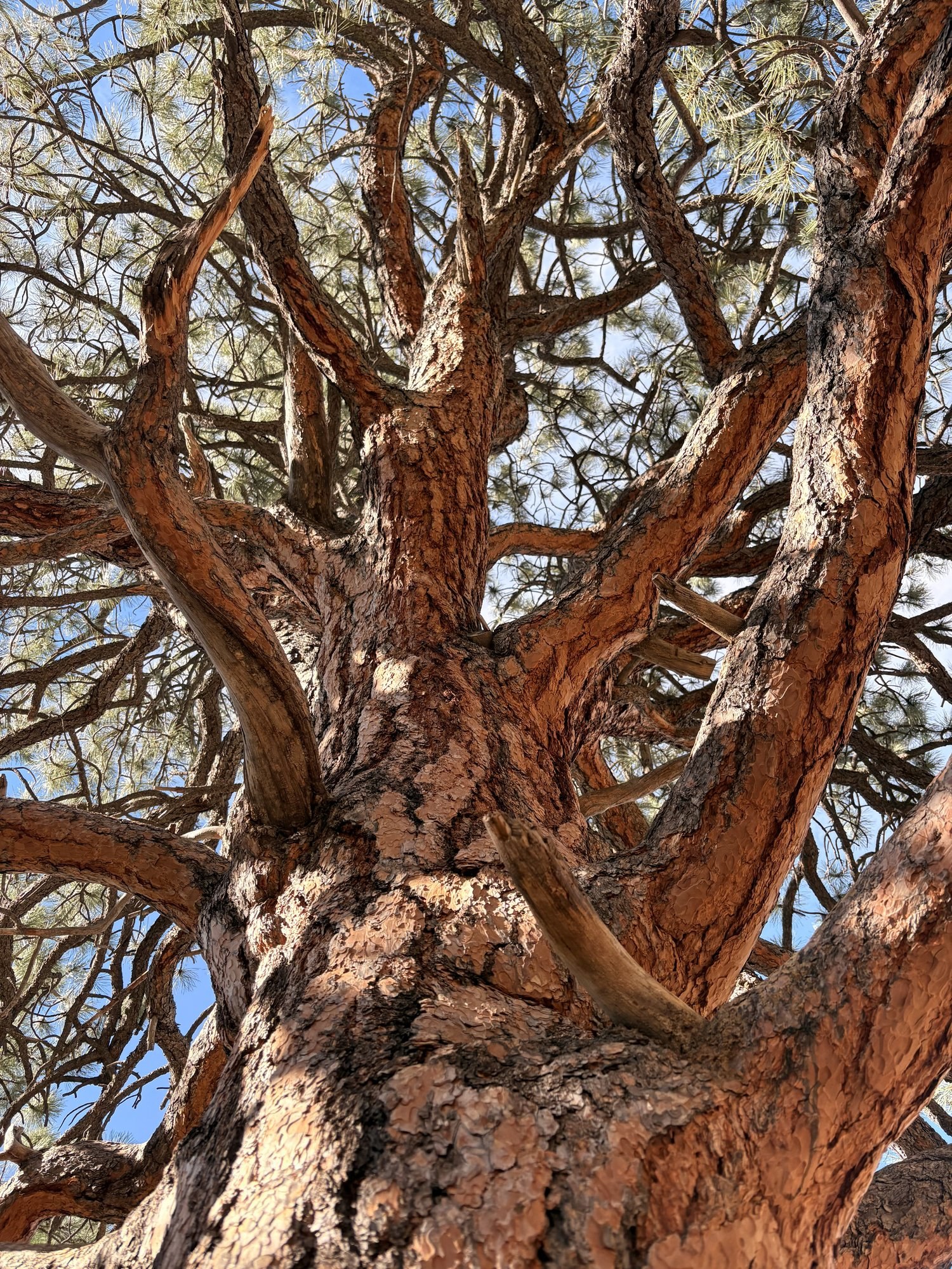 Ponderosa pine